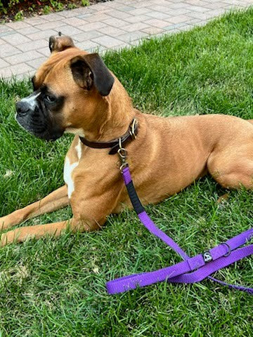 One Companion dog training leash – 6-foot strong material
