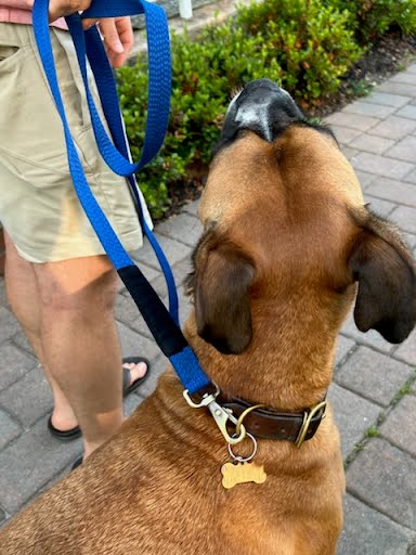 Durable dog leash for obedience training, made from jiujitsu belt