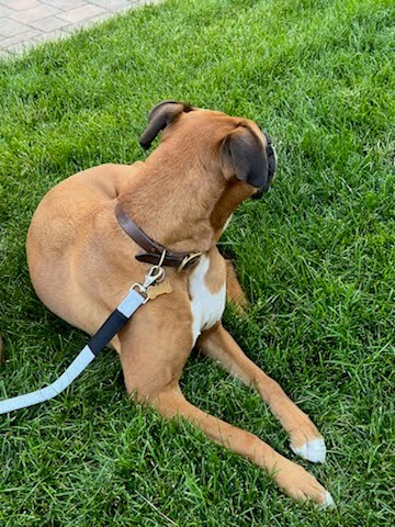 Strong dog training leash designed for professional obedience work